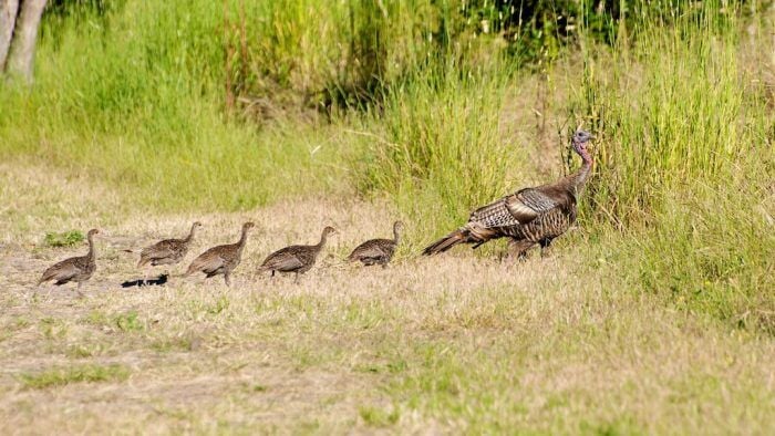 Wild turkeys